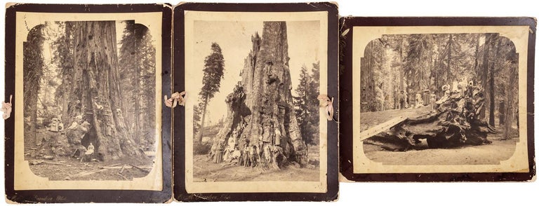 (#153643) [Sequoia gigantea] Three albumen photographs of settlers in a southern Sierra Nevada grove of big trees. E. M. DAVIDSON.