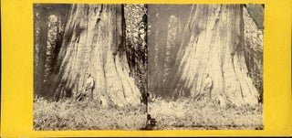 #164824) [Mariposa Grove] Big Tree in Mariposa Grove, 94 feet in circumference. California Views...