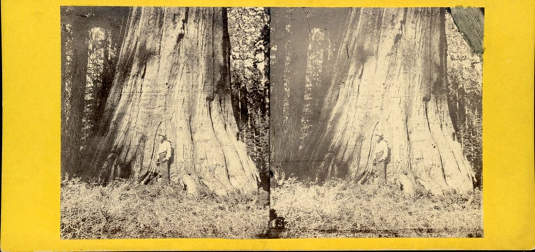 (#164824) [Mariposa Grove] Big Tree in Mariposa Grove, 94 feet in circumference. California Views No. 13. ANTHONY, E. CO., Charles L. H. T. . Weed, publisher, photographer.