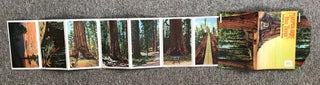 Mariposa Grove of big trees Yosemite National Park ... [envelope title].