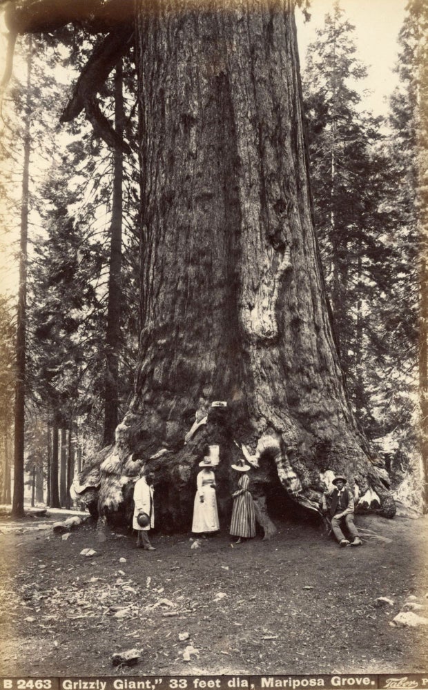 (#164940) [Mariposa Grove] "Grizzly Giant," 33 feet dia, Mariposa Grove. Albumen photograph. ISAIAH WEST TABER.