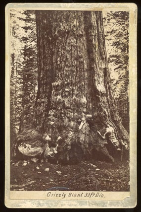 #164954) [Mariposa Grove] Grizzly Giant 33 ft. dia. Albumen print. GUSTAVUS FAGERSTEEN