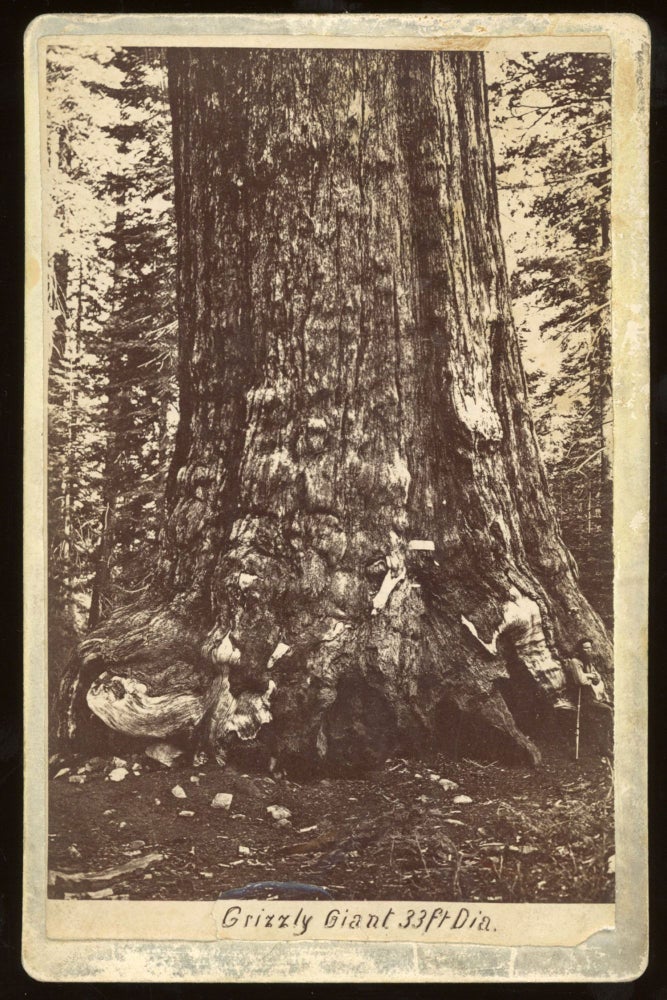 (#164954) [Mariposa Grove] Grizzly Giant 33 ft. dia. Albumen print. GUSTAVUS FAGERSTEEN.
