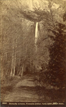 #165037) [Yosemite Valley] Butterfly Avenue, Yosemite Valley, April 1895. Albumen cabinet...