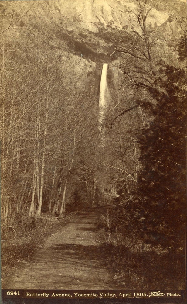 (#165037) [Yosemite Valley] Butterfly Avenue, Yosemite Valley, April 1895. Albumen cabinet photograph. ISAIAH WEST TABER.