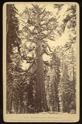 #165041) [Mariposa Grove] The Grizzly Giant, Mariposa Grove. Albumen print. CARLETON E. WATKINS
