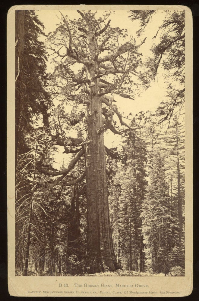 (#165041) [Mariposa Grove] The Grizzly Giant, Mariposa Grove. Albumen print. CARLETON E. WATKINS.