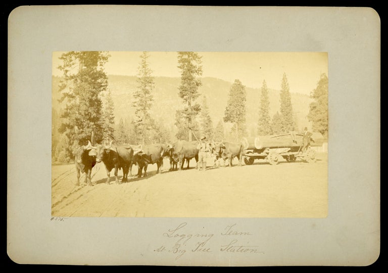(#165053) [Yosemite; Wawona] "Logging team at Big Tree Station." Dry-plate photograph. GEORGE FISKE.
