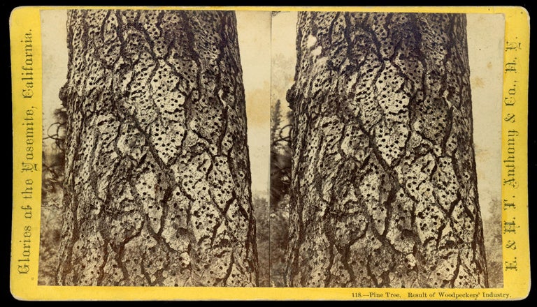 (#165091) [Yosemite] "Pine Tree. Result of Woodpeckers' industry." Glories of the Yosemite, California, no. 118. ANTHONY, E. CO., H. T., publisher.