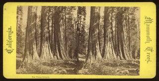#165093) [Calaveras Grove] "The Three Graces." Mammoth Trees, California, no number. ANONYMOUS...