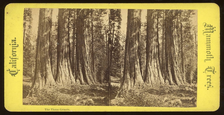 (#165093) [Calaveras Grove] "The Three Graces." Mammoth Trees, California, no number. ANONYMOUS PHOTOGRAPHER.