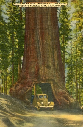 #165097) [Mariposa Grove] "Wawona Tree," Mariposa Big Tree Grove, Yosemite National Park,...