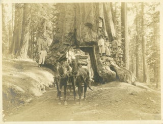 #165098) [Mariposa Grove] "Wawona" and tourist party [title supplied]. PUTNAM, PHOTOS VALENTINE