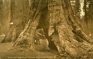 #165099) [Mariposa Grove] "Ohio" and "Haverford" -- Mariposa Big Tree Grove, Cal. ANONYMOUS...