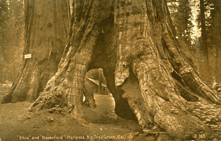 (#165099) [Mariposa Grove] "Ohio" and "Haverford" -- Mariposa Big Tree Grove, Cal. ANONYMOUS PHOTOGRAPHER.