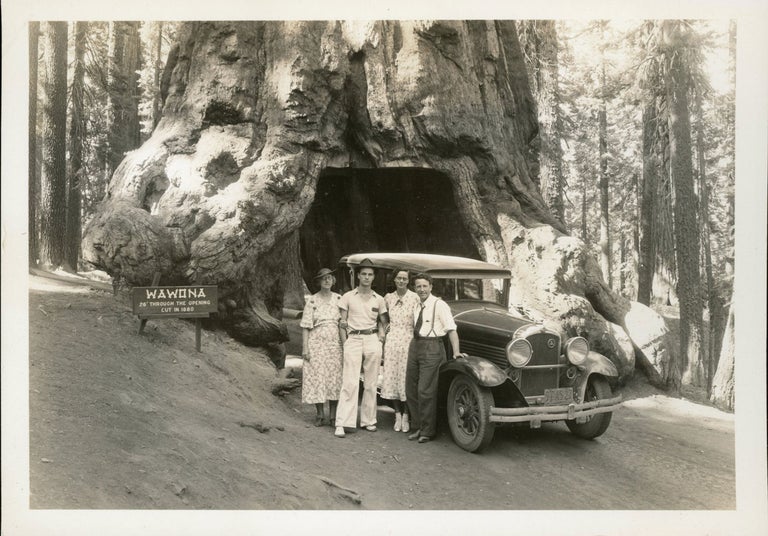 (#165100) [Mariposa Grove] "Wawona" and tourist party [title supplied]. YOSEMITE PARK, CURRY CO.