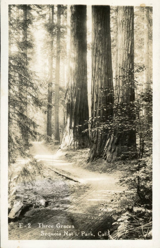 (#165101) [Sequoia National Park] Three Graces Sequoia Nat'l. Park, Calif. No. E-2. Real photo postcard (RPPC). ANONYMOUS PHOTOGRAPHER.