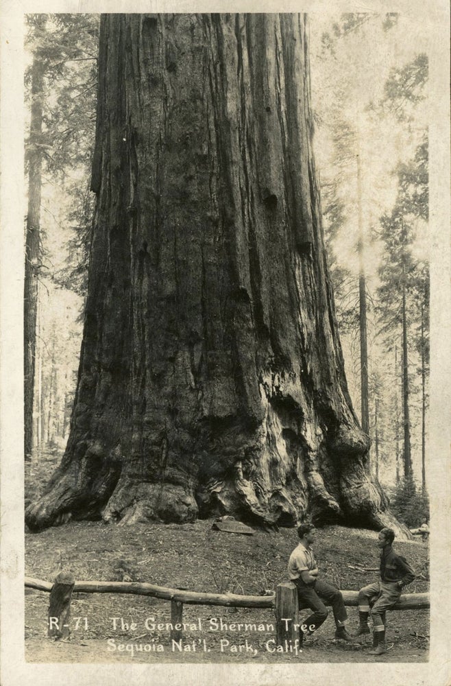 (#165102) [Sequoia National Park] The General Sherman Tree Sequoia Nat'l. Park, Calif. No. R-71. Real photo postcard (RPPC). ANONYMOUS PHOTOGRAPHER.