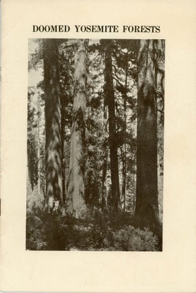#166031) The doomed Yosemite sugar pines. The important problem of saving what is left of the...