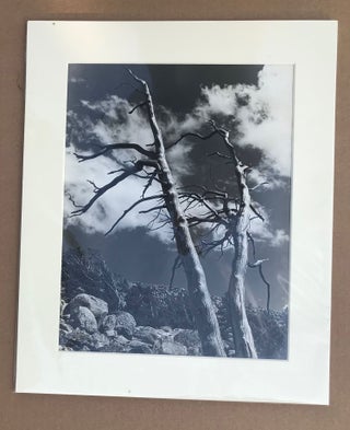 #166318) High Sierra, dead trees [title supplied]. Gelatin silver print. UNCREDITED PHOTOGRAPHER