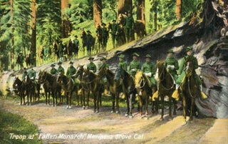 [Yosemite; Mariposa Grove] 24 postcards, all showing scenes in the Mariposa Grove of Big Trees, mostly pictures of the Wawona tunnel tree.