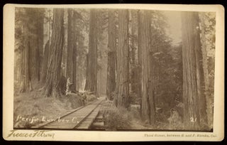 #167106) PACIFIC LUMBER CO. 21. Albumen print. California, Humboldt County, Redwoods, Pacific...