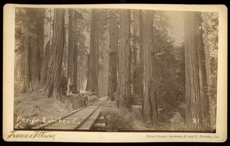 (#167106) PACIFIC LUMBER CO. 21. Albumen print. California, Humboldt County, Redwoods, Pacific Lumber Company.