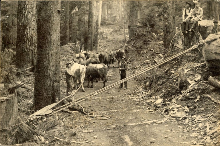 (#167125) LUMBERJACKS USING A CHOCKER TO PULL A LOG ONTO A SKID ROAD [title supplied]. Dry-plate photograph. Oregon, Logging.