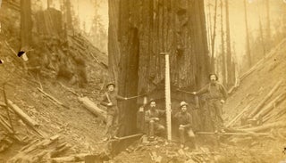 #167126) TWO PHOTOGRAPHS OF LUMBERJACKS AND LUMBERING, PROBABLY IN NORTHERN CALIFORNIA:...