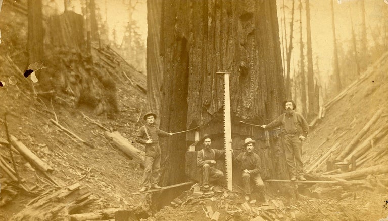 (#167126) TWO PHOTOGRAPHS OF LUMBERJACKS AND LUMBERING, PROBABLY IN NORTHERN CALIFORNIA: LUMBERJACKS POSING WITH THEIR EQUIPMENT IN FRONT OF A TREE THEY ARE FELLING and A LARGE GROUP OF MEN POSING IN FRONT OF A LARGE LOG AND A STEAM DONKEY [titles supplied]. Albumen prints. California? Humboldt County? Logging, Unidentified photographer.