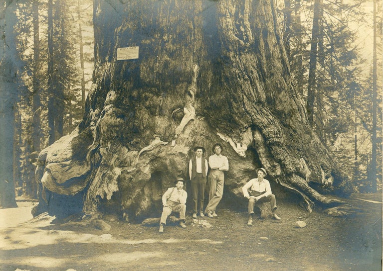 (#167143) [Yosemite; Mariposa Grove] Four men in front of the Grizzly Giant [title supplied]. Gelatin silver print. Sierra Nevada, Yosemite.