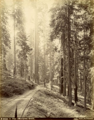 #167155) [Yosemite; Mariposa Grove] "In the Mariposa Grove." Albumen photograph. ISAIAH WEST TABER