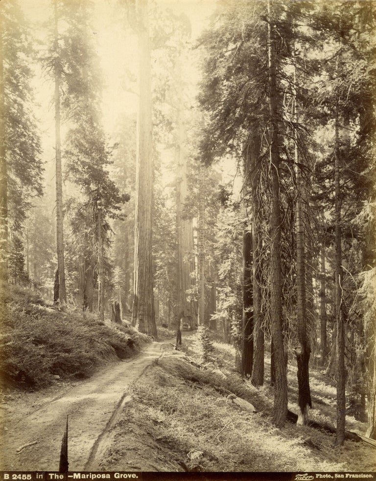 (#167155) [Yosemite; Mariposa Grove] "In the Mariposa Grove." Albumen photograph. ISAIAH WEST TABER.