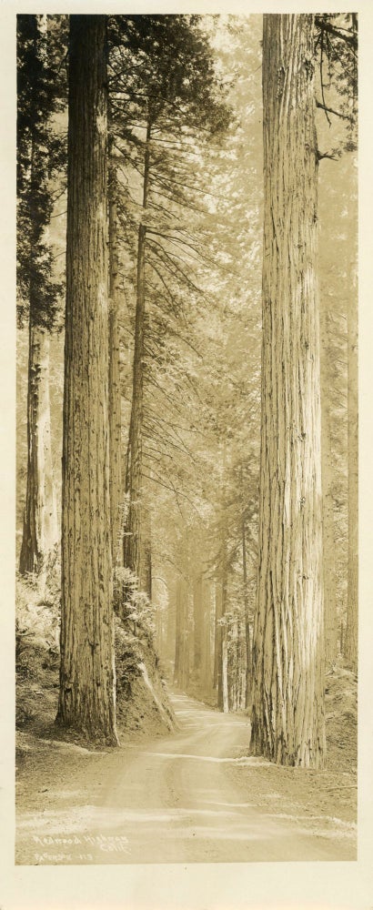 (#167535) REDWOOD HIGHWAY, CALIF. Silver gelatin print. probably Frank Patterson, California, Del Norte County, Redwood Highway.
