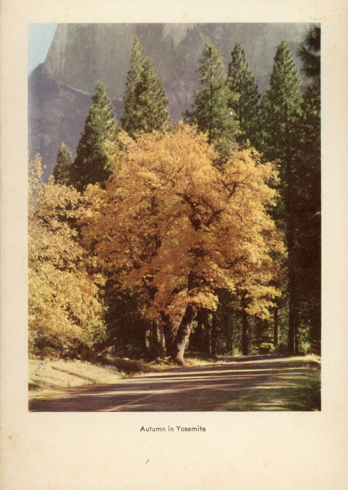 (#167698) Camp Curry. 14 different colored views from photographs of Yosemite National Park printed on Camp Curry menus from the late 1930s through the early 1950s. YOSEMITE PARK AND CURRY COMPANY.