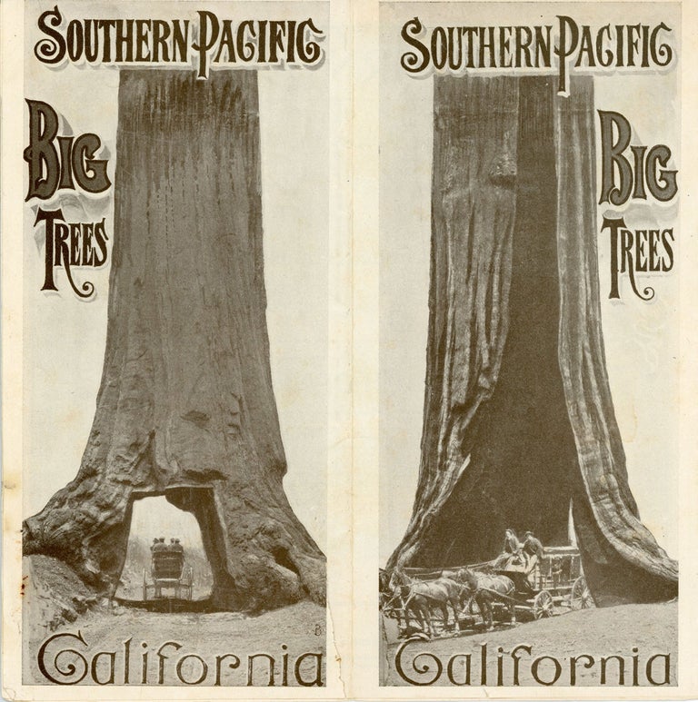 (#168075) The big trees of California. ... [caption title]. SOUTHERN PACIFIC COMPANY.