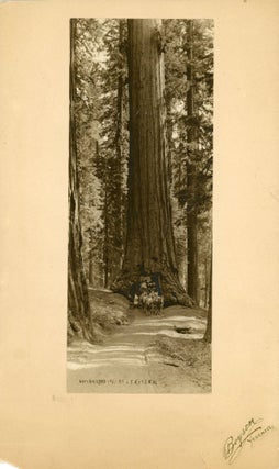 #168928) [Mariposa Grove] Stage passing through "Wawona," a giant Sequoia in the Mariposa Big...
