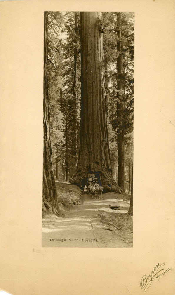 (#168928) [Mariposa Grove] Stage passing through "Wawona," a giant Sequoia in the Mariposa Big Tree Grove [title supplied]. JULIUS THEODORE BOYSEN.