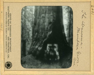 Mariposa Grove, Yosemite National Park [title supplied]. 12 lantern slides in two original boxes.