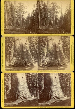 #169955) [Mariposa Grove of Big Trees] Three Stereo albumen prints, all part of Soule's...