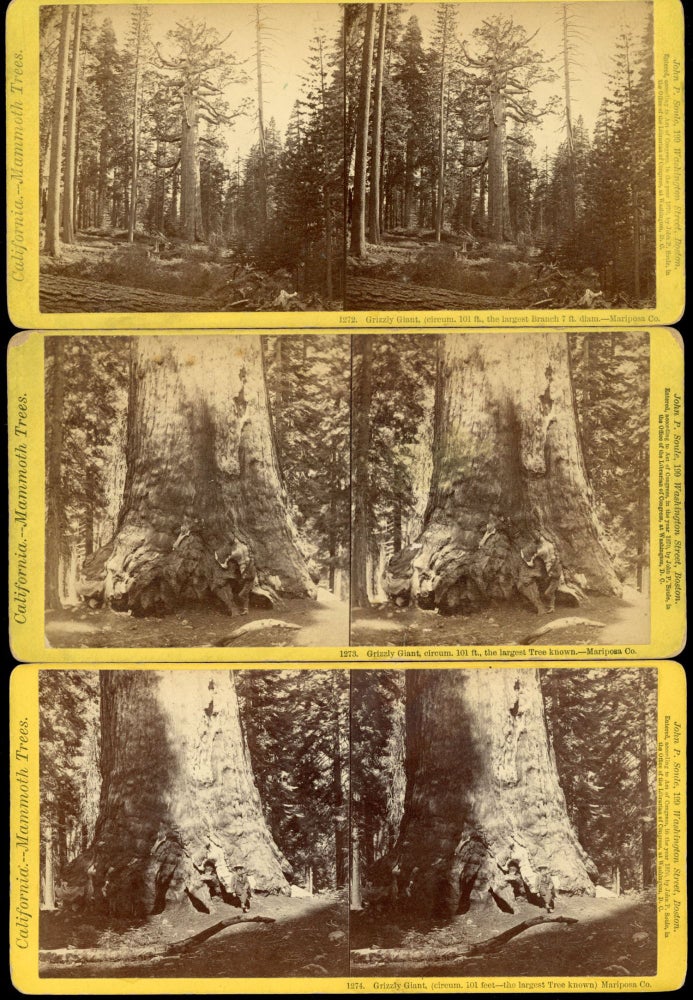 (#169955) [Mariposa Grove of Big Trees] Three Stereo albumen prints, all part of Soule's "California -- Mammoth Trees" series, as listed below. JOHN P. SOULE, publisher.