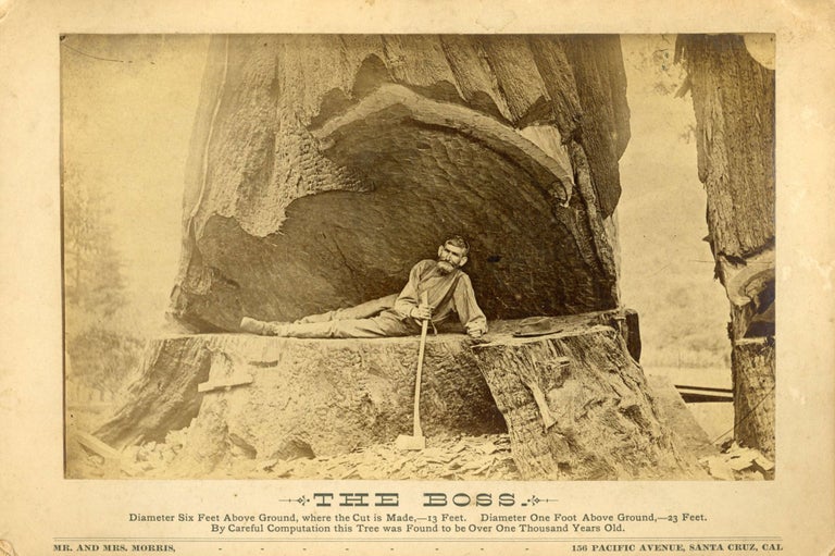 (#170541) THE BOSS. DIAMETER SIX FEET ABOVE GROUND, WHERE THE CUT IS MADE, -- 13 FEET. DIAMETER ONE FOOT ABOVE GROUND, -- 23 FEET. BY CAREFUL COMPUTATION THIS TREE WAS FOUND TO BE OVER ONE THOUSAND YEARS OLD. Mr. and Mrs. Morris, 156 Pacific Avenue, Santa Cruz, Cal [caption title]. California, Santa Cruz County, Redwoods, Sequoia Sempervirens, Mrs. Ella M. Morris, S. I. Morris.
