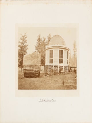 #177195) [Calaveras Grove of Big Trees] "In the Calaveras Grove." Albumen print....