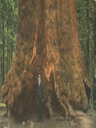 #179135) GRIZZLY GIANT SECTION, DIAMETER 33 FEET, MARIPOSA GROVE, CALIFORNIA. Galen Clark, Boysen...